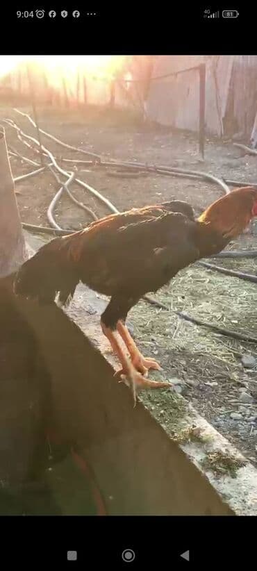 животные в добрые руки: Продаю | Куры | Бойцовая | Для разведения — 7