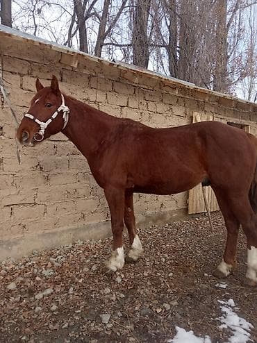 седла: Продаю | Конь (самец) | Рабочий | Мерин — 1