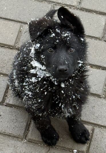 восточно европейская овчарка цена: ЩЕНКИ НЕМЕЦКОЙ ОВЧАРКИ – ОСТАЛОСЬ 2 ЩЕНКА! В продаже 2 щенка: 1 — 3