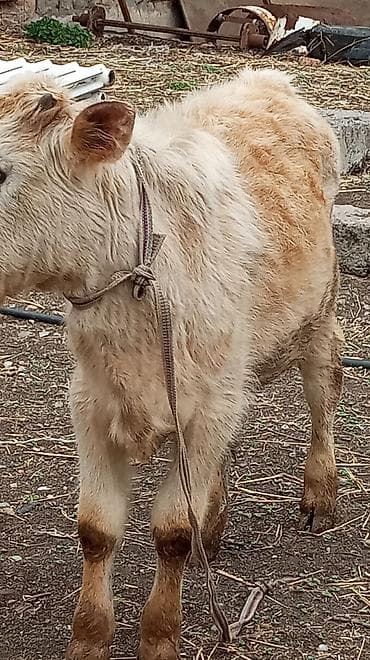 кара джигач: Продаю | Бык (самец) — 2