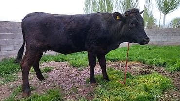 Продаю | Бык (самец) | На откорм
