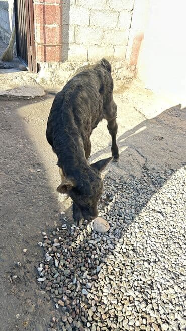 доеные коровы: Продаю | Тёлка | Для разведения | Племенные — 3