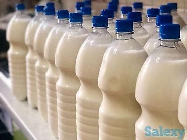 кымыз лечения: Нукура Даам Накта кымыз. Эч кандай кошулмасыз таза ышталган Кымыз — 2