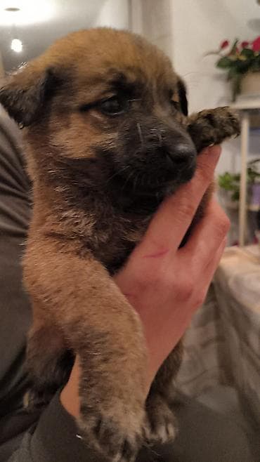 красный страитель: Щенки, окрас черный с подпалом Описание: - Милые щенки — 7