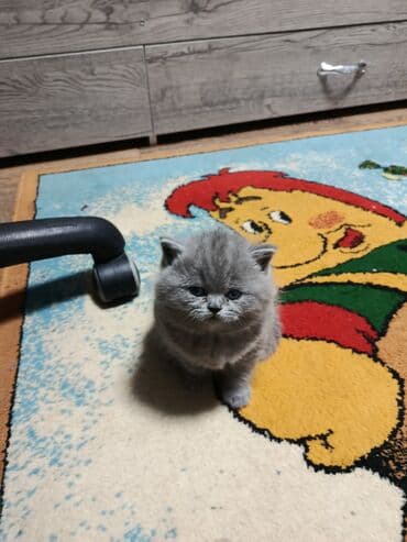 продажа щенков немецкой овчарки в бишкеке с документами: Британская короткошёрстная, 1 месяц, Девочка, Голубой, Приучена к лотку — 2