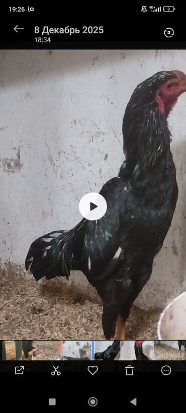 амстафф щенок цена: Продаю | Петух | Бойцовая | Для разведения — 3