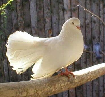 где можно купить яйца инкубационные: Белые выставочные голуби-павлины - Порода: декоративные — 3