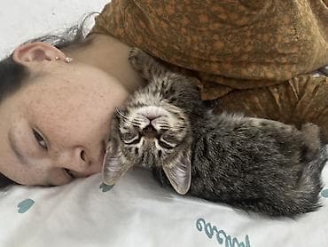 бенгалы котята: Кошка даром: Беспородная, 2 месяца, Мальчик — 1
