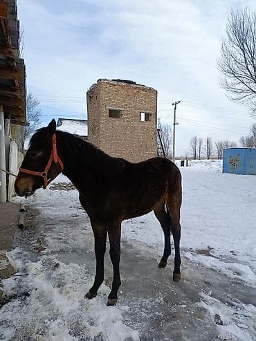 жугору сатам: Сатам | Бээ (ургаачы) | Жумушка | Асыл тукумдуу — 3