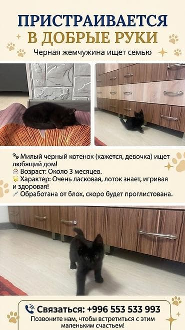 cat sofa: Кошка даром: Беспородная, 3 месяца, Девочка, Приучена к лотку — 1