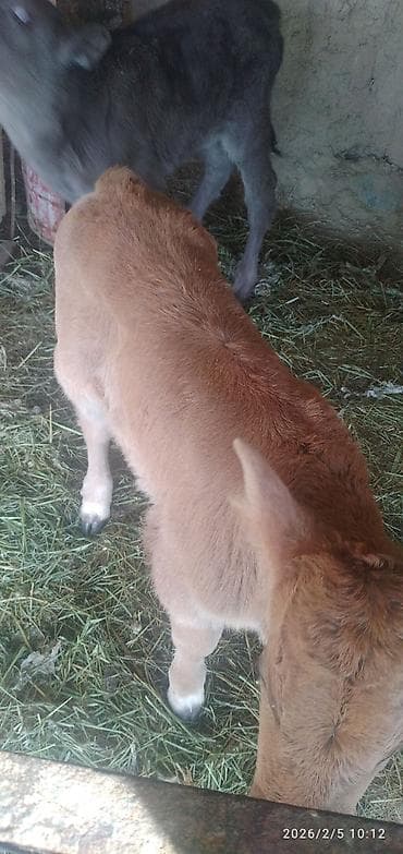 жаны уйлор: Сатам | Бука (эркек) — 1