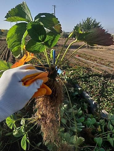 бий алма орусча: Саженцы рассада клубники с открытой корневой системой (фриго) оптом — 6