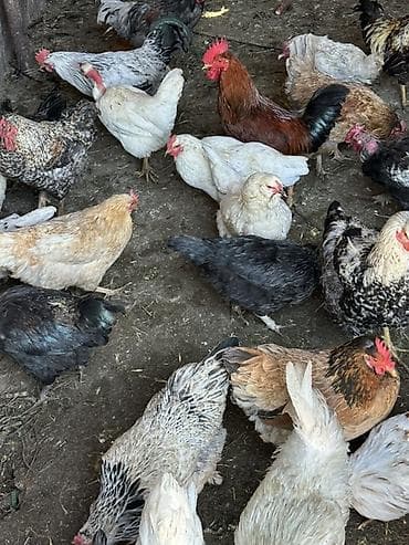 большая клетка для птиц: Продаю | Куры, Петух | Домашняя | На забой, Для разведения, Несушки — 2