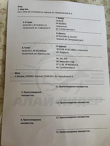 овчарка щенок купить: Восточноевропейская овчарка, 2 года, Самка, С родословной, С прививкой — 2