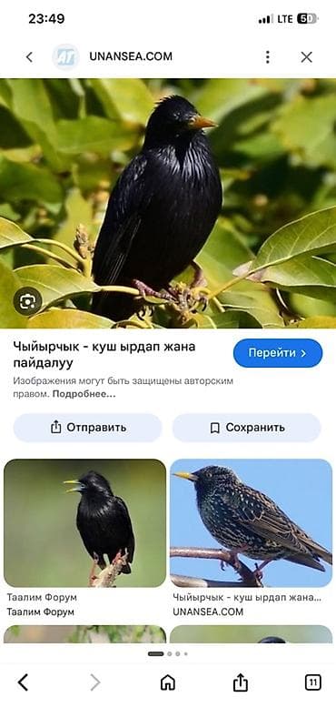 птицы щегол: Певчая птица — скворец (черный скворец) - Вид: скворец, компактного — 1