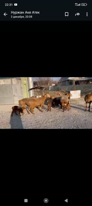 сх животные и товары: Продаю | Овца (самка) | Для разведения | Ягнившаяся — 2