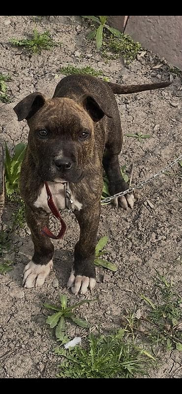 кавказкая овчарка: Щенок средней породы, тигрового окраса (бриндл), с белыми отметинами — 3