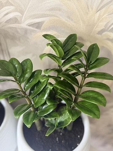 цветок доллар: Зензи продаётся 🌿 Цена: 1200 сом. Стильное комнатное растение для дома — 2