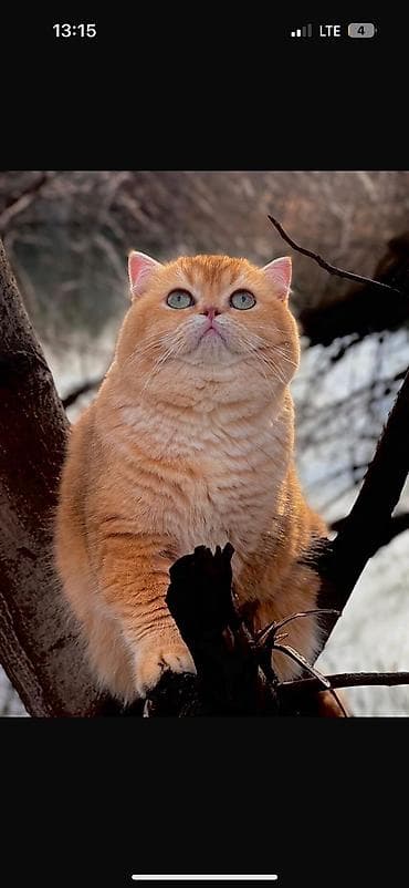 ✨ британские котята золотистой шиншиллы в поисках дома! ✨ наши малыши