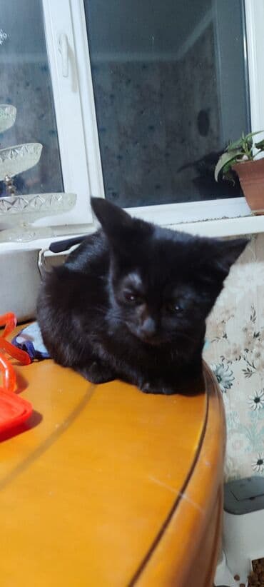 породы собак в бишкеке: Кошка даром: Беспородная, 7 месяцев, Девочка, Приучена к лотку, Проглистована — 5