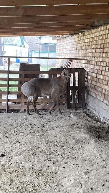 Аквариумдар: Сатам | Ургаачы кой (ургаачы) | Көбөйтүү үчүн | Асыл тукумдуу — 5