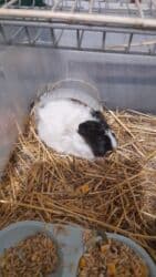 летучий мыш: Морские свинки, возраст от 2-5месяцев. Цена 550 сом — 4