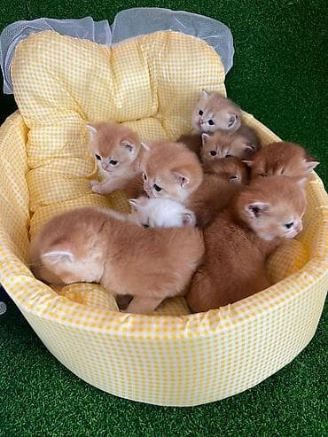 кошка тайская: Породистые котята золотого окраса - Милые короткошёрстные котята — 3