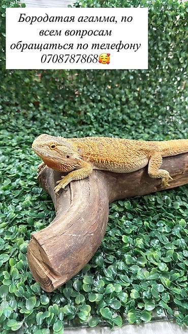 редкие экзотические животные: Экзотические питомцы – ручные и приученные к контакту. В наличии: - — 2