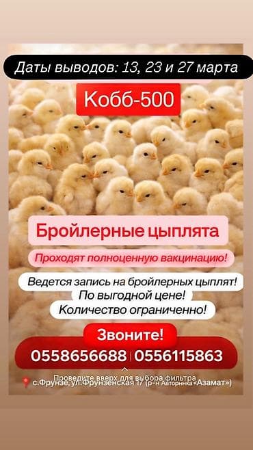 Куры, петухи: Продаю | Цыплята | КОББ 500 — 1