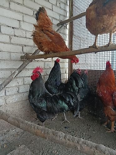 журавль: Продаю — 2