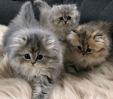 лоток для инкубатора: Скотиш Страйт (Шотландская прямоухая), 2 месяца, Девочка, Серебристая шиншилла, Приучена к лотку — 1