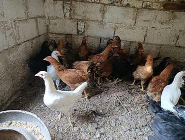 купить клетку для животных: Молодки циплята 4 месяца — 3