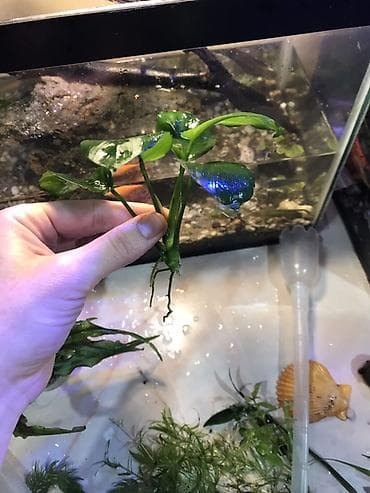 растения аквариумные: Анубиас для аквариума (Anubias barteri) - Классическое аквариумное — 2