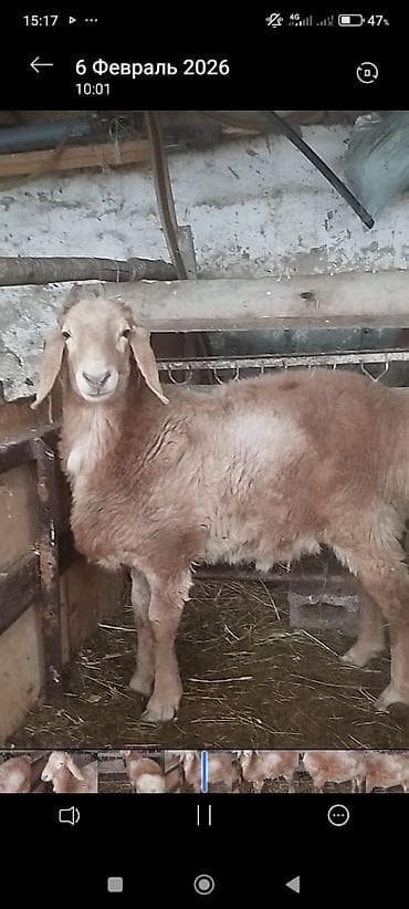 Продаю | Овца (самка) | Для разведения at lalafo.kg Продаю | Овца (самка) | Для разведения
