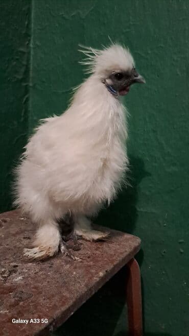 Ветеринар кызматы: Сатам | Тооктор, Короздор — 7