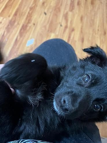 для мальчиков новое: Собака даром: Дворняжка, 2 месяца, Самка — 2