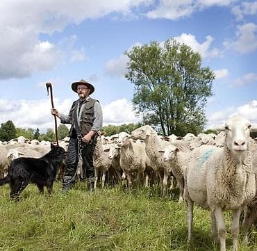 мкр аламедин 1: 🐑🔨 Требуется чабан-разнорабочий В хозяйство требуется — 2