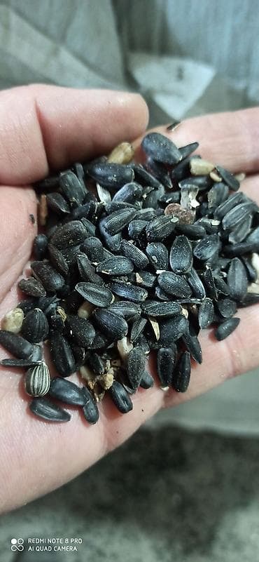 Семечка маслянка