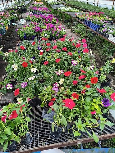 теплицы петуньи: Платная доставка — 1