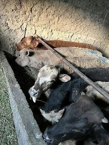 продаю тёлка: Продаю | Бык (самец) | Ангус, Герефорд, Швицкая | На откорм, Для разведения — 2