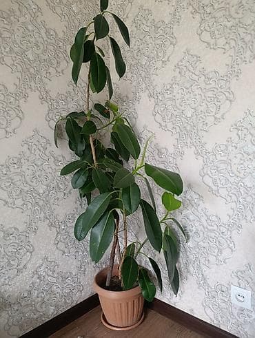 сансевиерия бишкек: Комнатные растения в горшках: 1) Сансевиерия (Sansevieria — 2