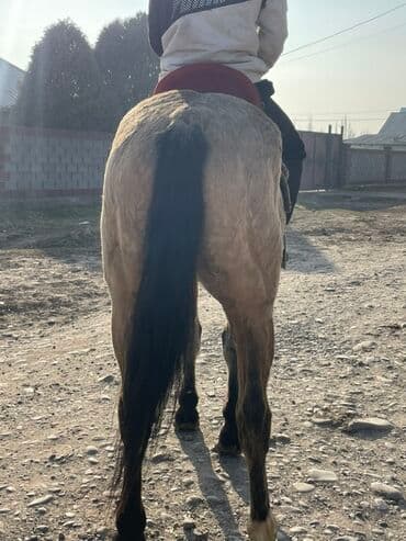 собака шпиц белый: Продаю | Конь (самец) | Рабочий — 6