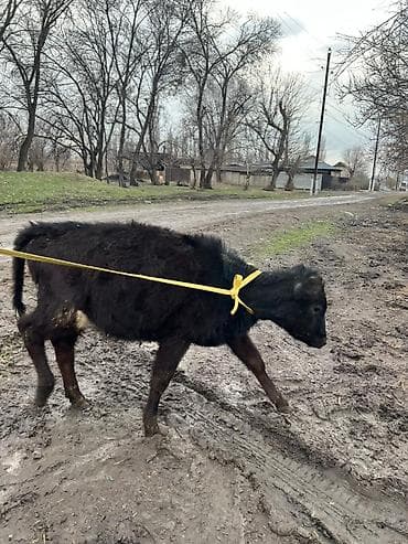 тай нарын: Продаю | Музоо, торпок | Алатауская | На забой, Для молока | Отела не было — 3