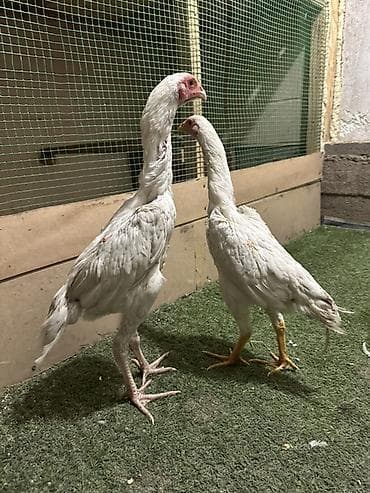 животные птицы: Продаю | Куры | Бойцовая | Для разведения — 3