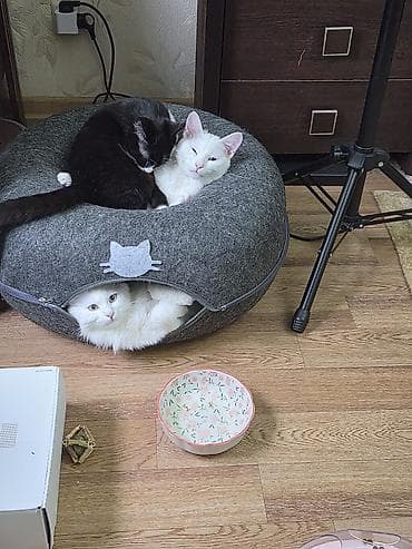 белый мёд: Кошка даром: Ангорская, 9 месяцев, Девочка, Кастрирована, Метис, Приучена к лотку — 8