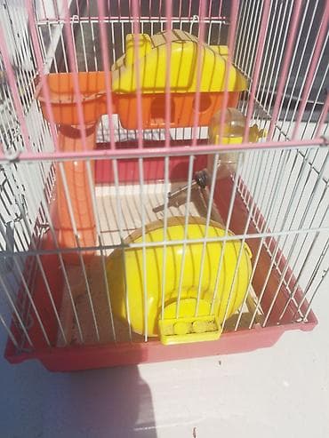 товары для кошек бишкек: Клетка для хомяка/мыши с комплектом аксессуаров. Характеристики и — 2