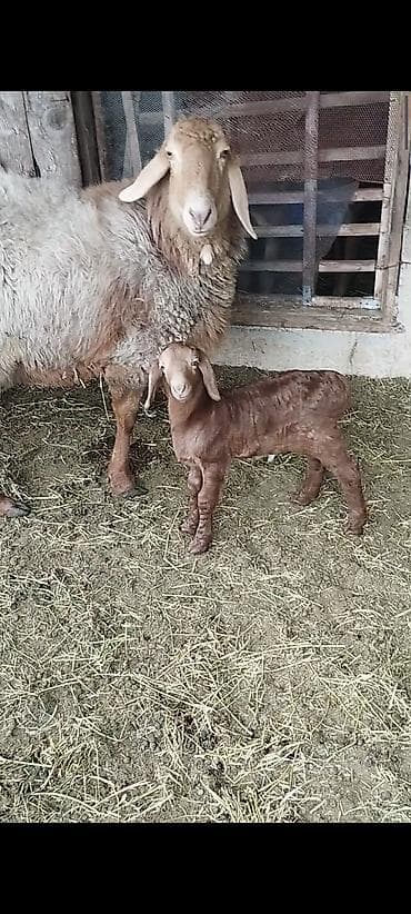 ат полша: Продаю | Баран (самец) | Для разведения | Племенные — 7