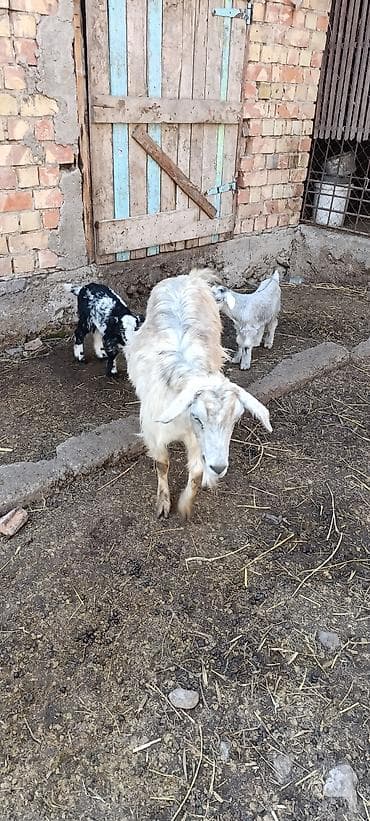 теке козел: Продаю | Козлёнок | Полукровка | Для разведения | Племенные — 1