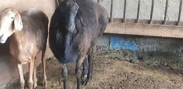 собака доберман: Продаю | Баран (самец) | Для разведения — 2