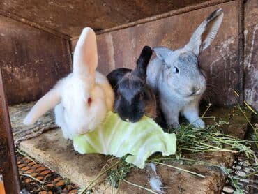 Продаю | Крольчата | Для разведения at lalafo.kg Продаю | Крольчата | Для разведения